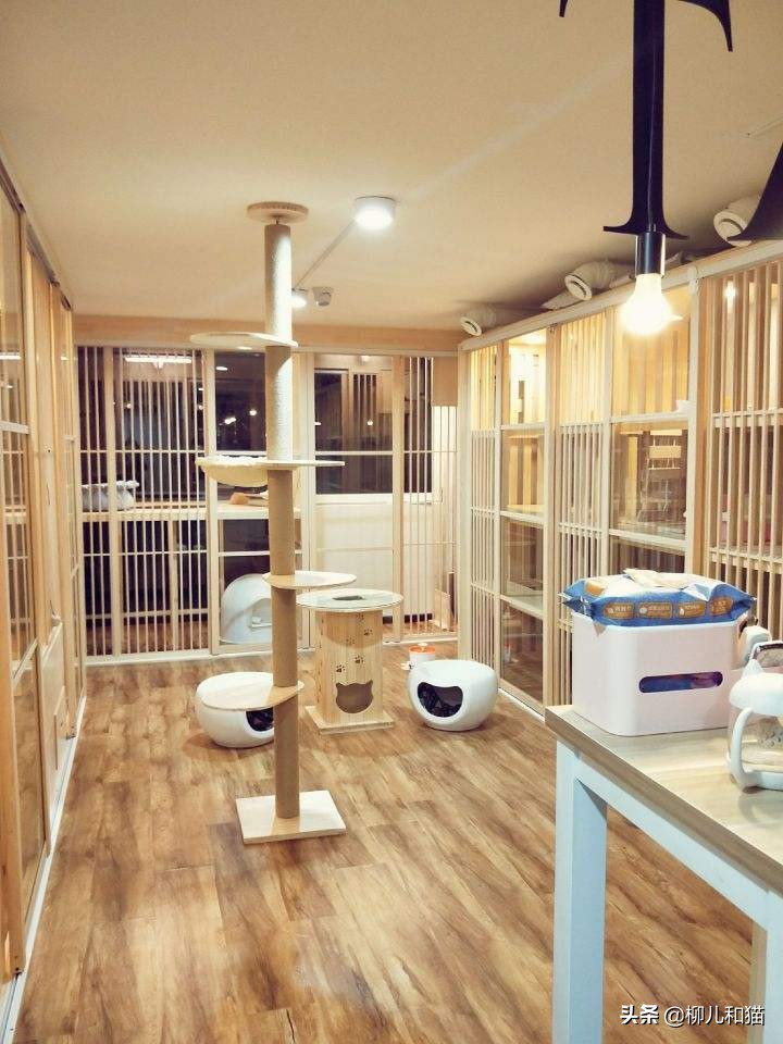 家庭式寵物貓寄養 一個沒有前景的生意？