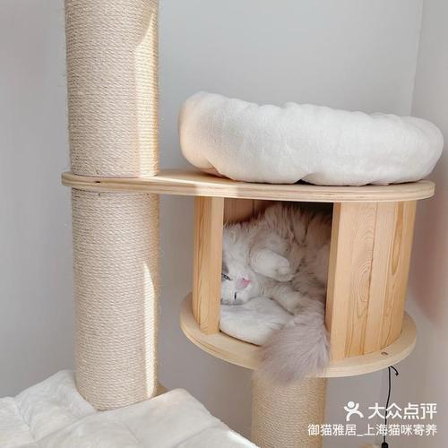 假期出行不用愁，上海貓咪寄養(yǎng)全攻略