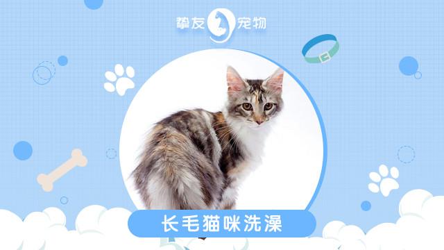 摯友寵物貓狗專售美容寄養(yǎng)盈豐路店——您的愛貓寄養(yǎng)理想之選