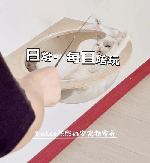 御錦城貓咪寄養(yǎng)指南,超詳細(xì)!